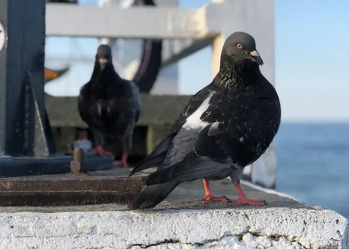 Lägenhet Fisherman's Surfhouse Gdańsk